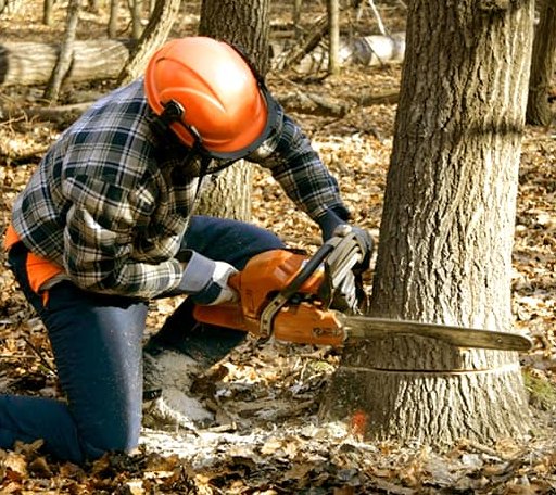 Tree Removal in Franklin, IL